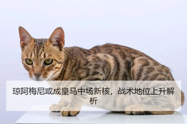 琼阿梅尼或成皇马中场新核，战术地位上升解析